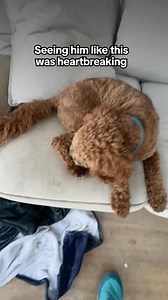 You’ve seen our best-selling Probiotic Chews for dogs, but now's the time to try! 50% OFF your pup's first tub today, plus an extra 20% OFF every month after! Packed with science-backed ingredients that help maintain a balanced gut flora. Just 1 tasty chew a day supports good digestion, skin & coat health, and immune response 🐶💗 Vet-reviewed and backed by thousands of ⭐⭐⭐⭐⭐ reviews. | PetLab Co.