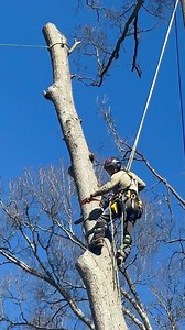 #treeremoval #tree #arboles #treeservice #arborist #climber | Gapo Tree Service