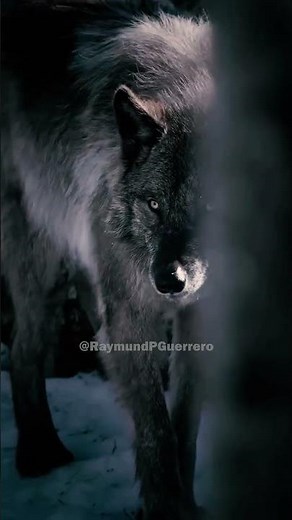 🐺🌍 How Wolves Save Ecosystems: Nature’s Ultimate Balancers 🌲 #WolfFacts #EcosystemHeroes