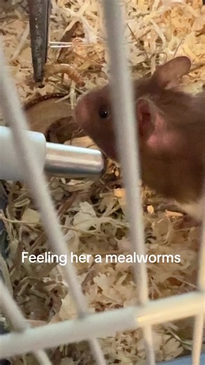 Feeding Hamsters Mealworms: A Delicious Snack