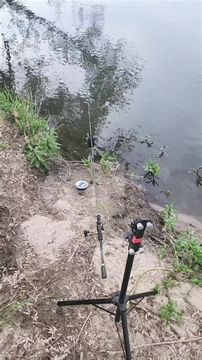 Vidéos de 🎣Benjy_Fish🎣 (@benjah10) avec son original - Theblackjuju✨