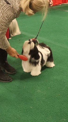 10K views · 215 reactions |  A peek behind the scenes at the CKC National Championship! Handler prep, grooming, and a few sweet moments in between. These athletes and their teams are incredible. Un aperçu des coulisses du Championnat national du CCC! Préparatifs des manieurs, toilettage et quelques moments agréables entre les deux. Ces athlètes et leurs équipes sont exceptionnels. Royal Canin Canadian Pet Expo | Canadian Kennel Club | Facebook
