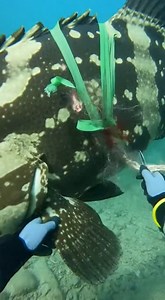 830K views · 572 reactions | Marine biologist rescues a massive goliath grooper off the coast of west palm beach florida. This fish was originally caught deep sea fishing and broke off right near the boat. | Artificially Entertaining | Facebook