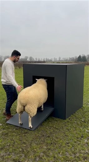 A strange sheep shearing machine #sheep #homesheephome #shortsviral #farming #sheepfarming #animals
