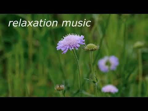 Flowers Dancing in the Wind 🌾 Soft ASMR for Deep Relaxation