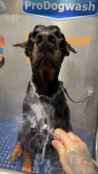 DOBERMANN REAV WIRD GEDUSCHT‼️