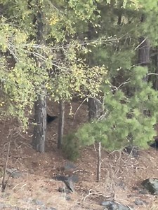 2.8M views · 10K reactions | Y'all ready to roll into this weekend like a raft of river otters?  Spotted near the dam at Beavers Bend State Park | Oklahoma State Parks | Facebook