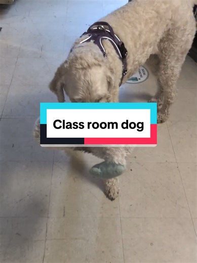 Our class pup is the coolest dog ever! Soft, loving, and so dang cute! #class #storytime