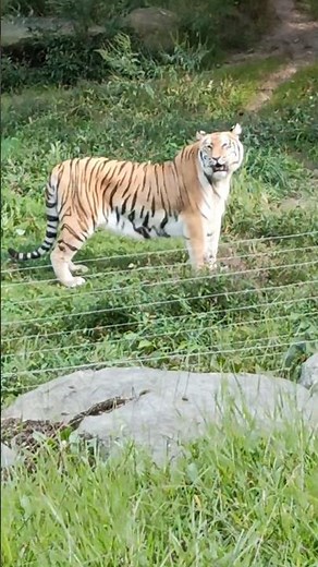 Rare facts about bengal tigers. See description. #bengals #tiger #animals #zoo #education #short