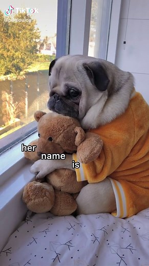 Adorable Pug Loulou Rubbing Belly with Corn Chip Paws