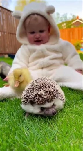 Baby Lectures Random Animals 😂