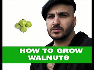 How to grow Walnuts - From Nut to Tree