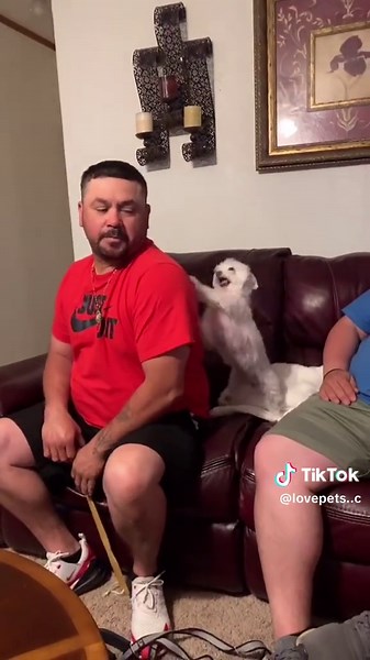 Understanding Proper Utilization of Dogs as Pets