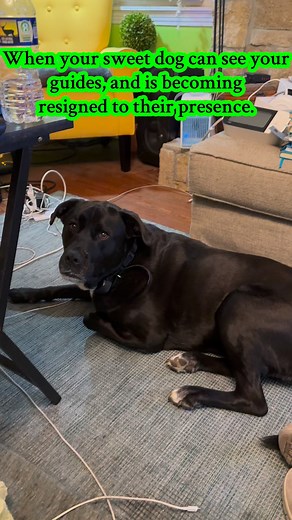 #christmasdogs #spiritguides | The Elemental Soul