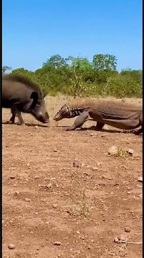 Komodo Dragon vs Wild Boar – Brutal Face to Face Jungle Battle #wildlifeencounter