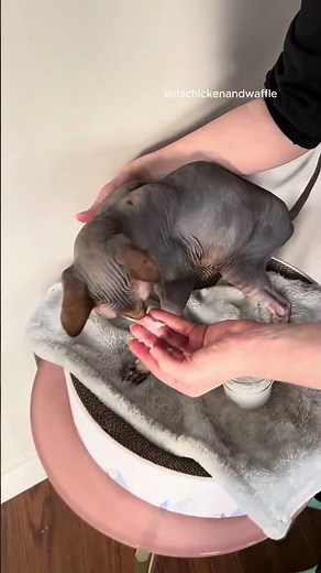 Sphynx cat grooming routine!