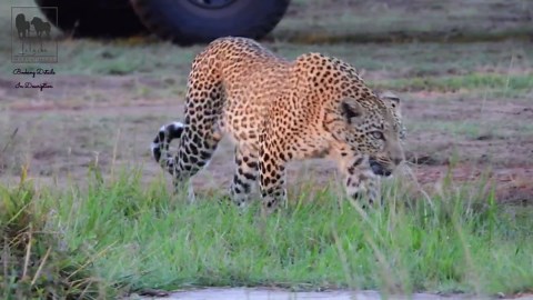 Watch This Leopard Climb for a Meal in the Trees