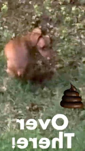 Dog Poops in Reverse… From a Mile Away