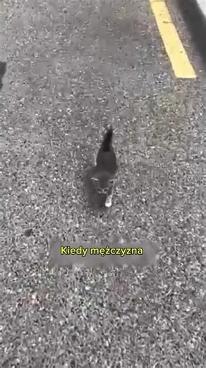 Ten kot jest już bezpieczny