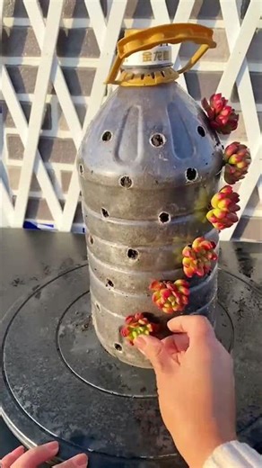 Don't Throw Away Plastic Bottles! DIY Succulent Planters ♻️