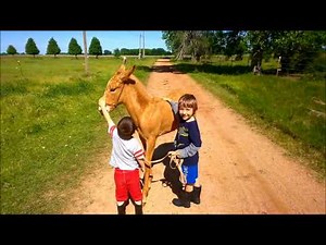 Kid Gentle Baby Gaited Mule Baby Moon