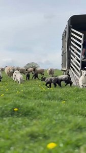 15K views · 506 reactions | Our lambs running across the field to meet their Mums ❤️ | Jimmy's Farm & Wildlife Park | Facebook