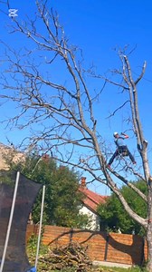 32K views · 424 reactions | Arborist Cluj – o intervenție...