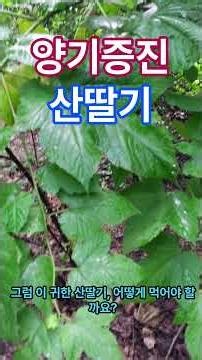 양기증진, 산딸기(우질두)[Rubus crataegifolius Bunge]