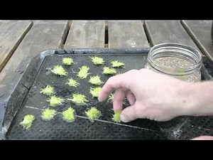 Utricularia graminifolia