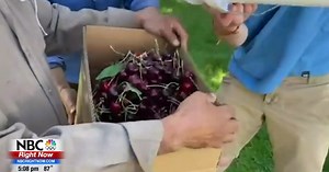 Cherry season is here, here's how to get fresh local cherries before they sell out