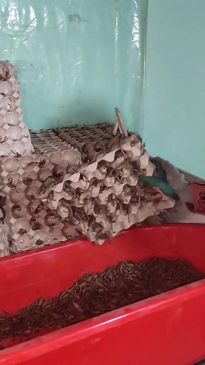 scorpion breeder on TikTok