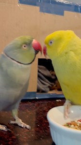 161K views · 6.5K reactions | A little bit of romance.. but not too much!  #birdsofinstagram #parrotsofinstagram #talkingbird #talkingparrot #cuteanimals #funnyanimals #parrot #irn #couple #couplegoals #romance | Beakybeaker | Facebook