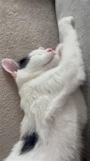 🐱Eefje’s first time lying comfi on the couch 🥹🥰🛋️