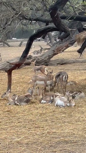 Deer calling 😳voice #wildlife #deer #nature #animals #youtube #viral