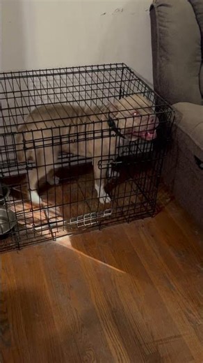 Frank, TRUE AMERICAN BULLY | perfect example of what a Bully should BE