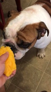 42 reactions | Shrek & Fiona loves the mango, but Fiona does not like the seed...... lol | Shrek & Fiona English Bulldogs | Facebook