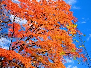 A Bao 的晚安曲-演歌 輕音樂 01