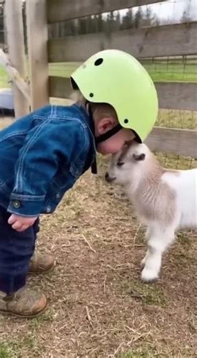 This Baby Goat Just Made a New Best Friend 🐐❤️