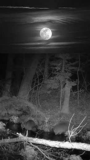 Raccoon Tandem Working the Stream Bed #wildlife #shorts #shortvideo