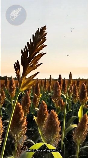 😳🌾The Sorghum Secret: The Ancient Grain Built For Harsh Climates. #sorghum #agriculture.