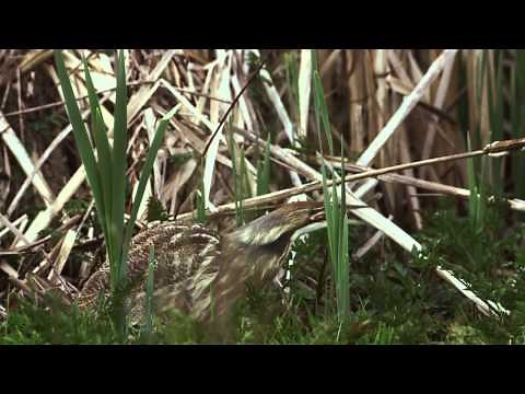 American Bittern Call