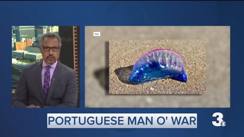 What is a Portuguese man o' war and how did one end up in Virginia Beach?
