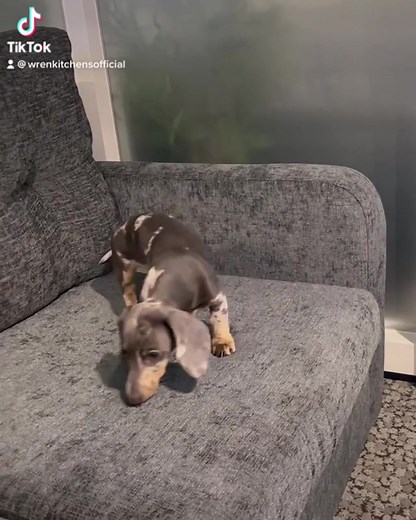 Our state-of-the-art showrooms are one of the comfiestbplaces on the planted to design a new kitchen! #myhappyplace #naptime #comfy #showrooms #wrenkitchens #puppylove #kitchens #sleepyhead #comfykicks #fyp #fypシ #fypage