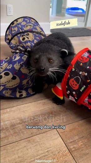 Binturong, the Popcorn-Smelling Animal That Lives in the Forest!