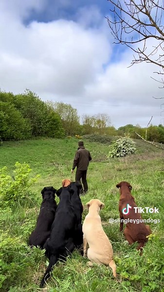 Training Your Labrador Retriever: Tips and Techniques