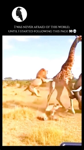 unseenwildlife on Instagram: "The giraffe is the world’s tallest terrestrial mammal, uniquely adapted for life in the African savannah through a combination of extraordinary physical traits. Their most iconic feature, the long neck, can reach up to seven feet in length, yet it contains only seven cervical vertebrae—the same number found in humans and most other mammals. To support this height and prevent fainting when they lower their heads to drink, giraffes possess a highly specialized cardiov