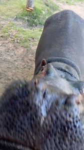 DeYoung Family Zoo is proud to be a family owned and operated facility. We are located in Wallace Michigan Wallace the hippopotamus loves to meet people and be hand feed 🥬 He loves lettuce , carrots, apples, and watermelon. He also eats hay and his wild herbivore pellets. Raven loves to visit Wallace after the zoo closes for some special one on one time 🦛 But everyone is welcome to met Wallace and play live action hungry hungry hippo during our regular zoo programs 🐾 check out our page for mo