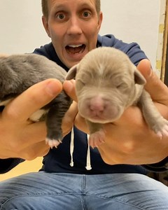 34K views · 2.5K reactions | Need your help naming these one day old puppies! And their mama!! Come see me @friendsofdacc today or tomorrow for Empty The Shelter! We are attempting to get all the dogs and cats adopted and all fees are covered by BISSELL Pet Foundation | Rocky Kanaka | Facebook
