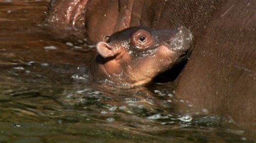 What Is The Most Common Type of Birth Among River Hippos?