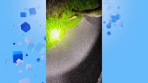No Comment : le plus grand python de Floride a été capturé